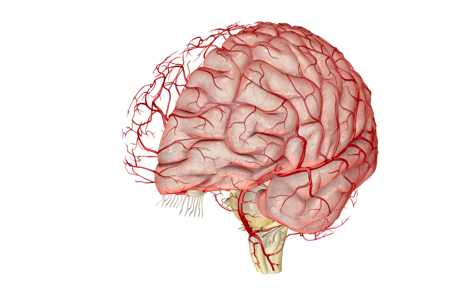 brain vessels